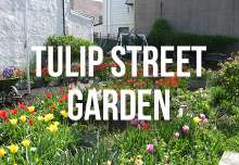 tulip_street