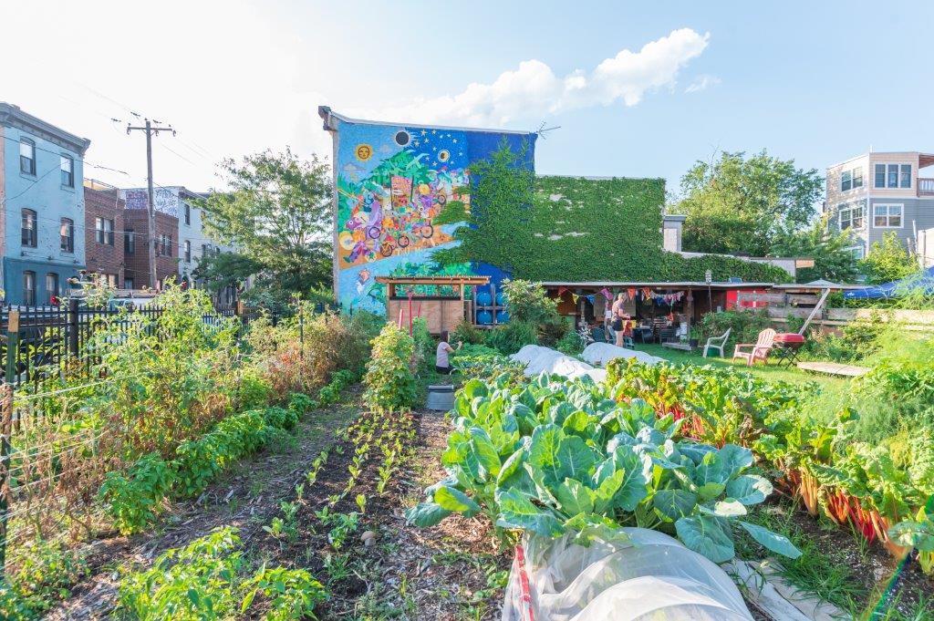 Emerald Street Community Farm is Preserved! Neighborhood Gardens Trust